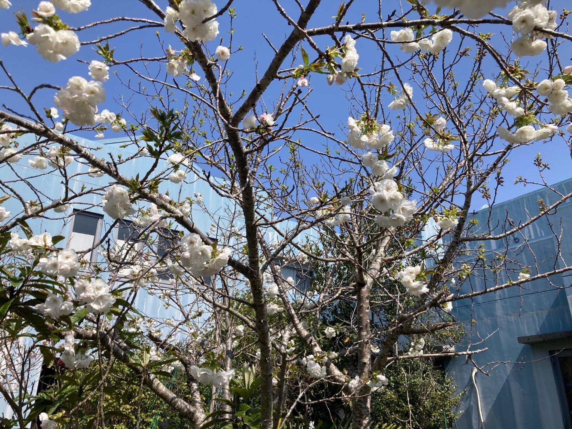 Narita Airport Samurai Hostel Kujukuri Eksteriør bilde